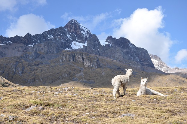 Alpacas Peru