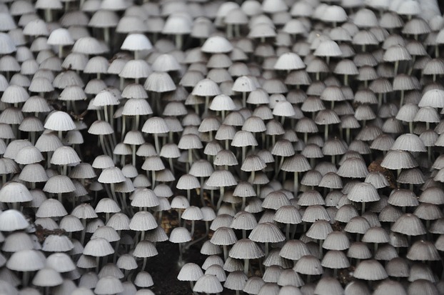 ein große Anzahl kleiner Pilze im Amazonas