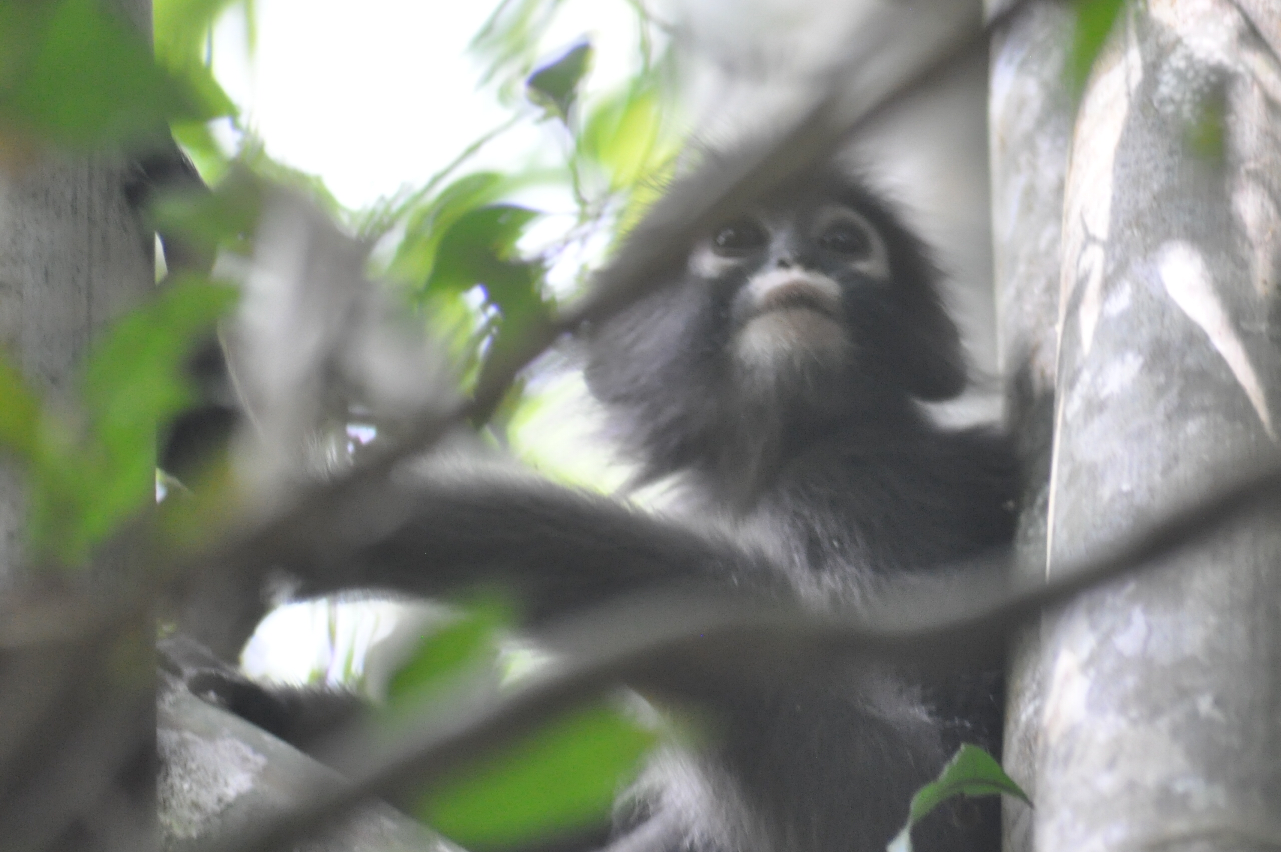 Der Khao Sok Nationalpark gehört zu den ältesten Regenwäldern der Erde, Bild: MaSan (Martin Seibel)