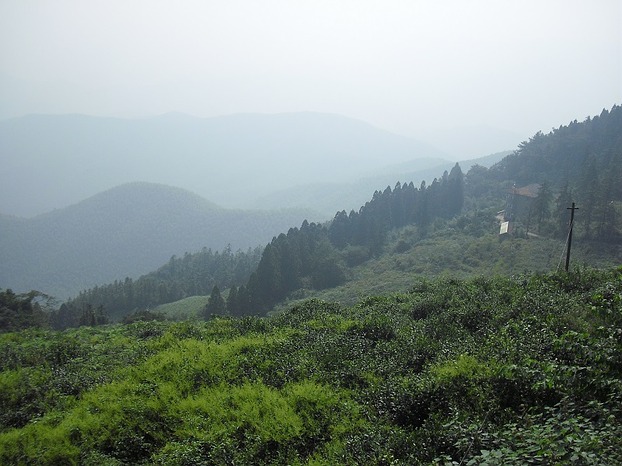 View obver tea fields (image: MaSan / Martin Seibel)