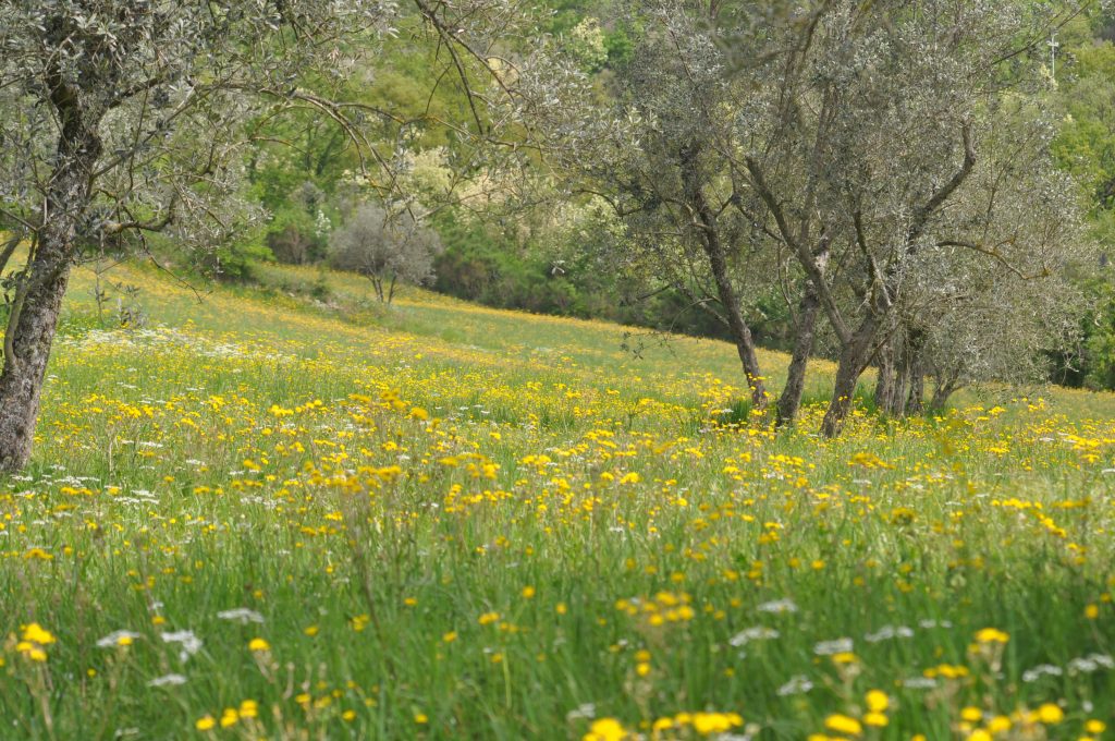 Podere Le Querci Toskana die perfekte Unterkunft für Familien in der Toskana